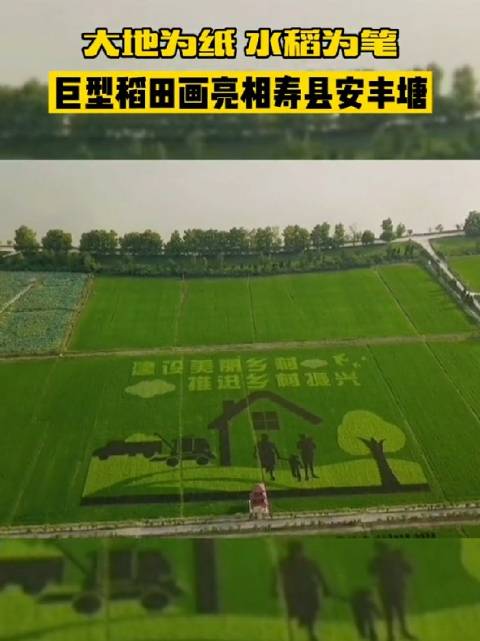 大地为纸,水水稻为笔～寿县巨幅稻田画惊艳亮相!