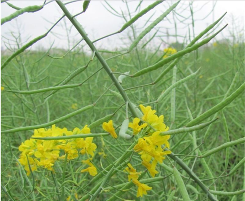 种植作物种类与时间安排作物类别:油菜一糯玉米一菠菜时间安排:油菜