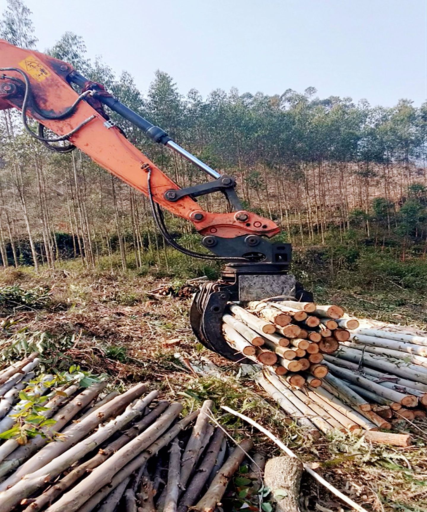 禁不了换不了广西桉树该何去何从