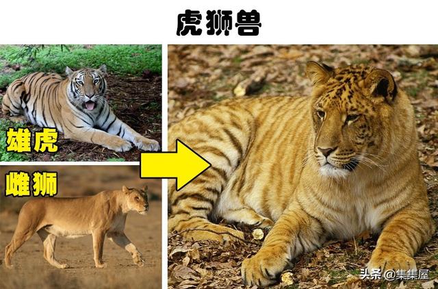 虎狮兽则是和狮虎兽相对应的另一种猫科动物.