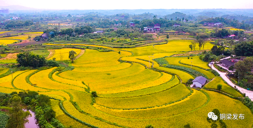 稻田翻金浪富饶禾下梦