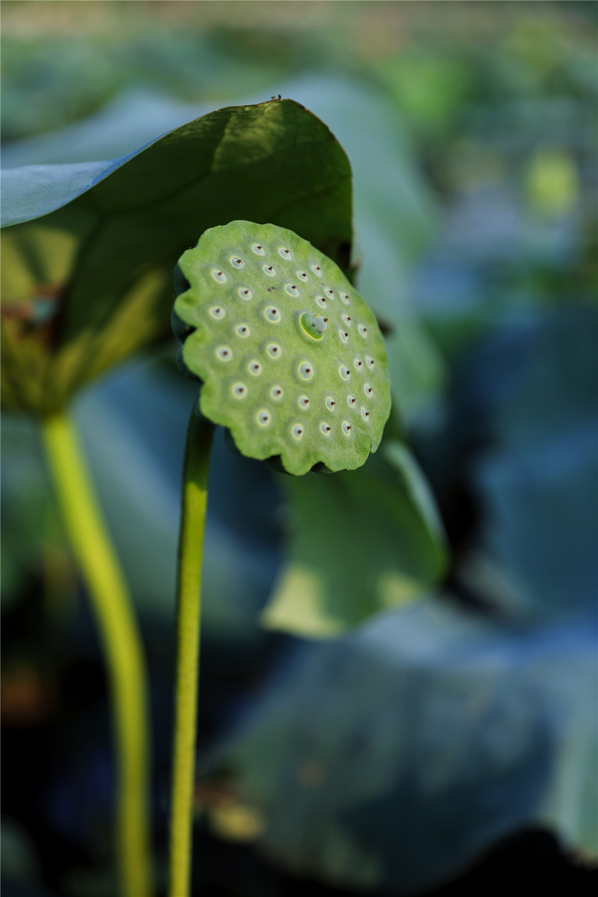 摄影师驾到丨苍翠欲滴