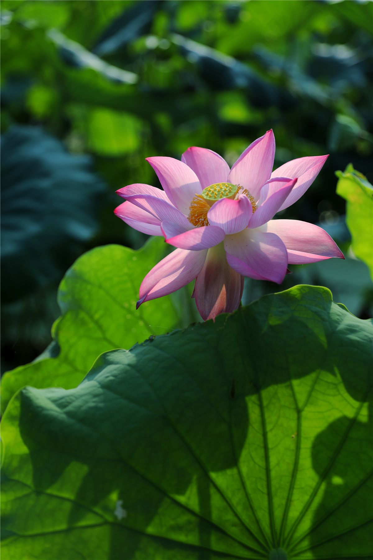 摄影师驾到丨苍翠欲滴