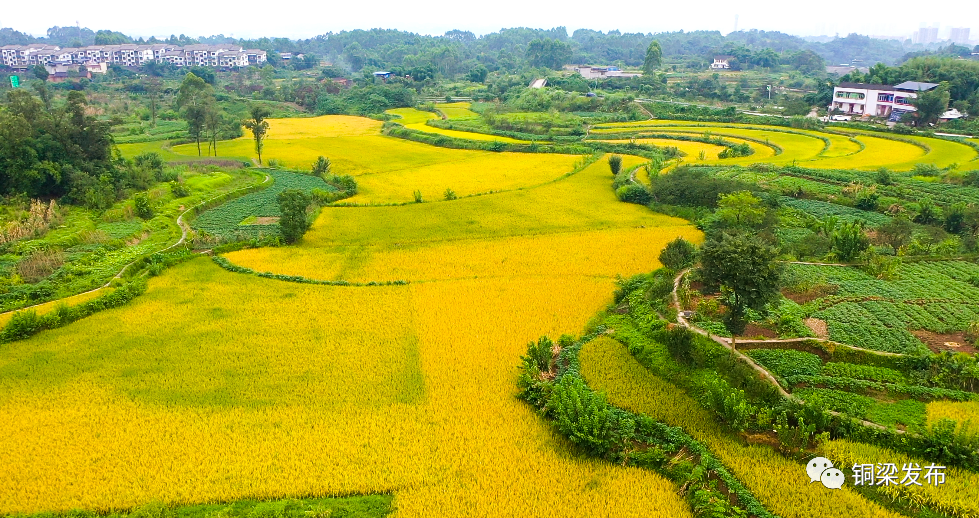 稻田翻金浪富饶禾下梦