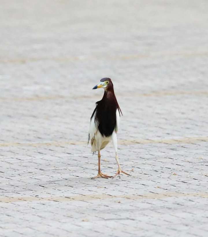 很是惊奇|池鹭|点号|走秀_新浪新闻