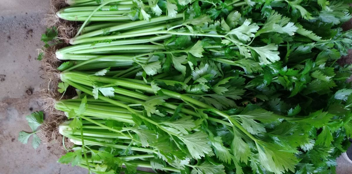 都说芹菜好种,可是自己种的芹菜老是空心,做到这三点就不会了