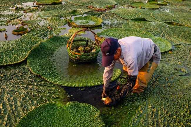 水八仙之首园区出品