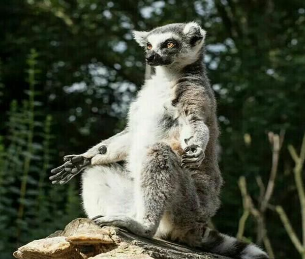 醒来就对着太阳打坐群体中以臭为美环尾狐猴为何有此奇葩行为