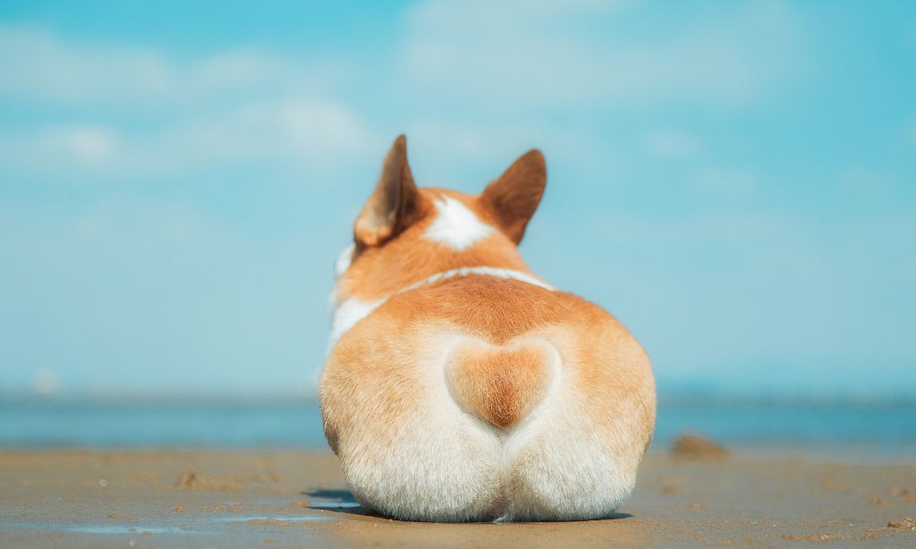 腿短的柯基犬凭什么本事牧牛?|牛群|威尔士|柯基_新浪新闻