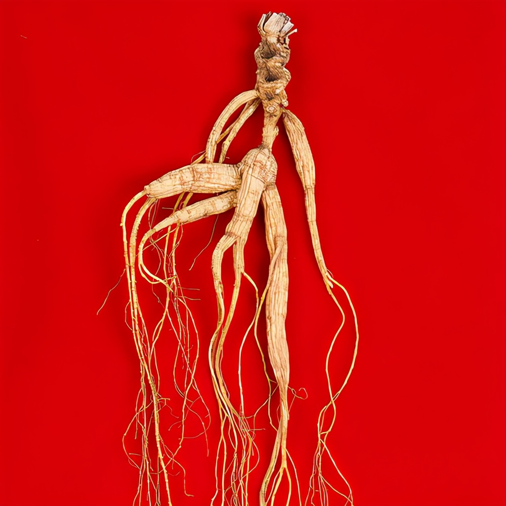 仅68克野人参卖到1000万野人参产业为何没被大力发展起来