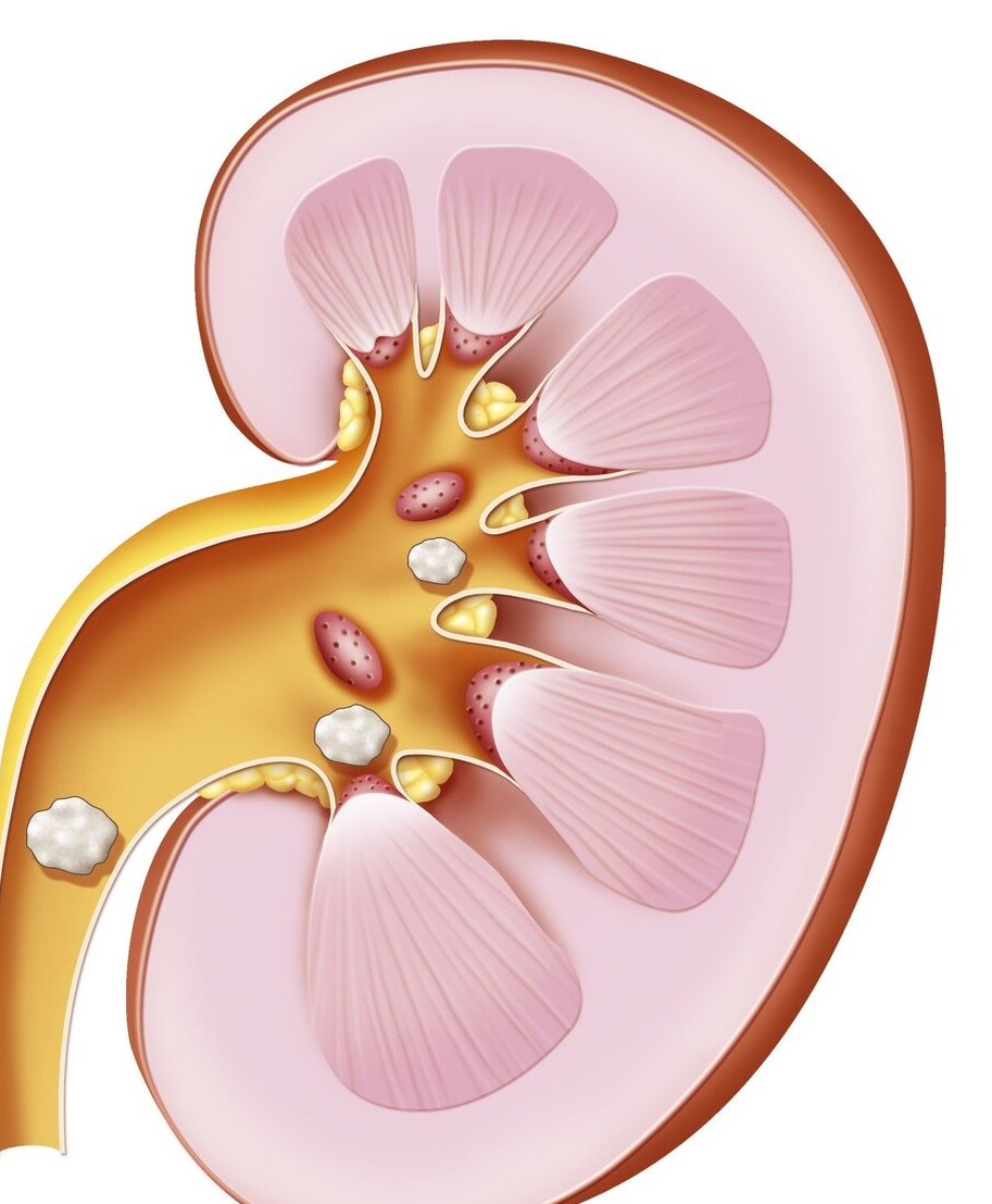 尿频总跑厕所是肾不好?辟谣:导致尿频的10种病因,一一说清休闲区蓝鸢梦想 - Www.slyday.coM 尿频总跑厕所是肾不好?辟谣:导致尿频的10种病因,一一说清休闲区蓝鸢梦想 - Www.slyday.coM