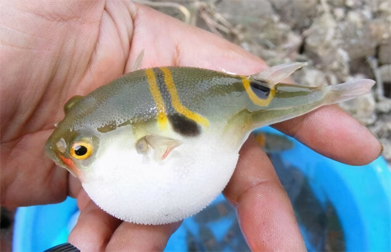 明知有剧毒人类冒死也要吃河豚到底有多美味