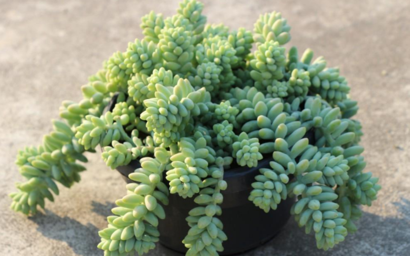 超爱爆盆的多肉玉缀,想养出好状态简单,落实好这3