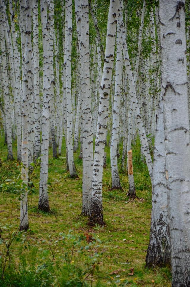这个景区平时静悄悄,然后惊艳了好多人|白桦林|驯鹿|景区_新浪新闻