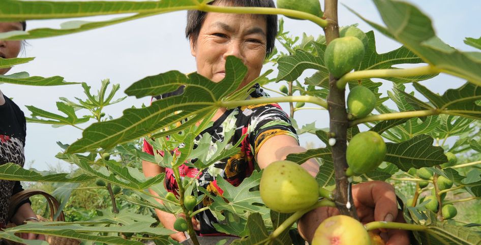 要想栽培好無花果先得學會怎麼給無花果施肥要不產量會受影響