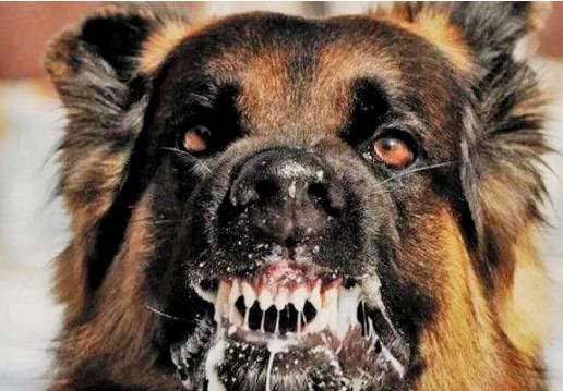 注意狗狗这5个特征是狂犬病的症状