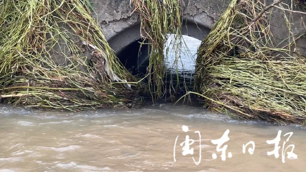 "你上去,不要管我" 风雨中最美的守护——霞浦县古县村党支部书记