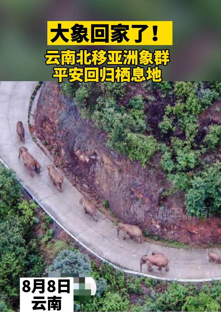 云南北移亚洲象群跨过元江回归适宜栖息地