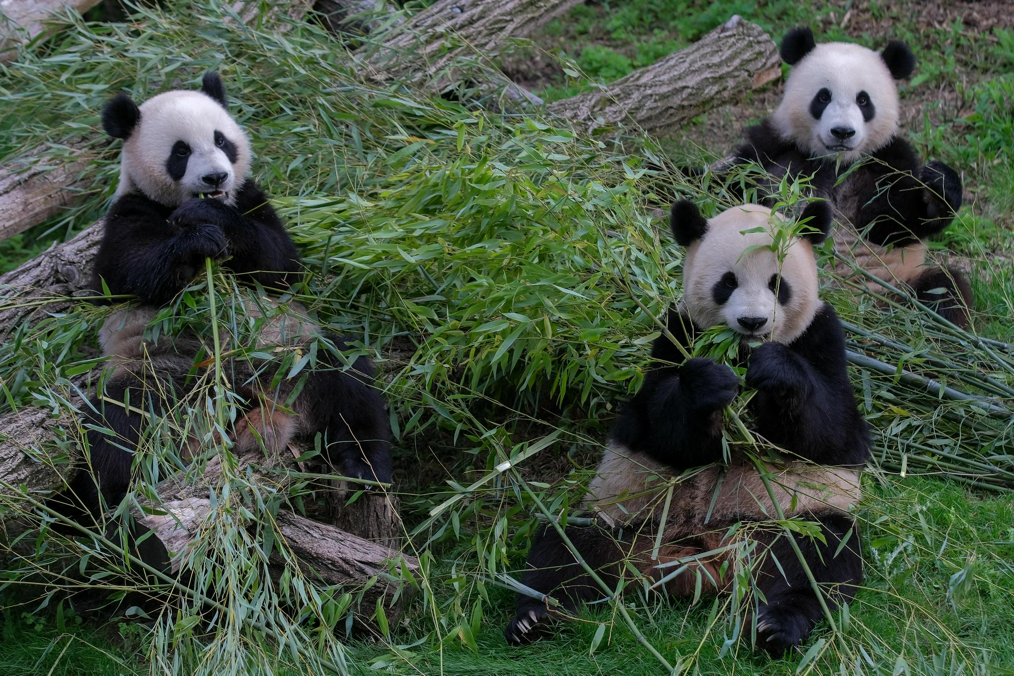 比利时:大熊猫双胞胎"宝弟""宝妹"迎来两岁生日