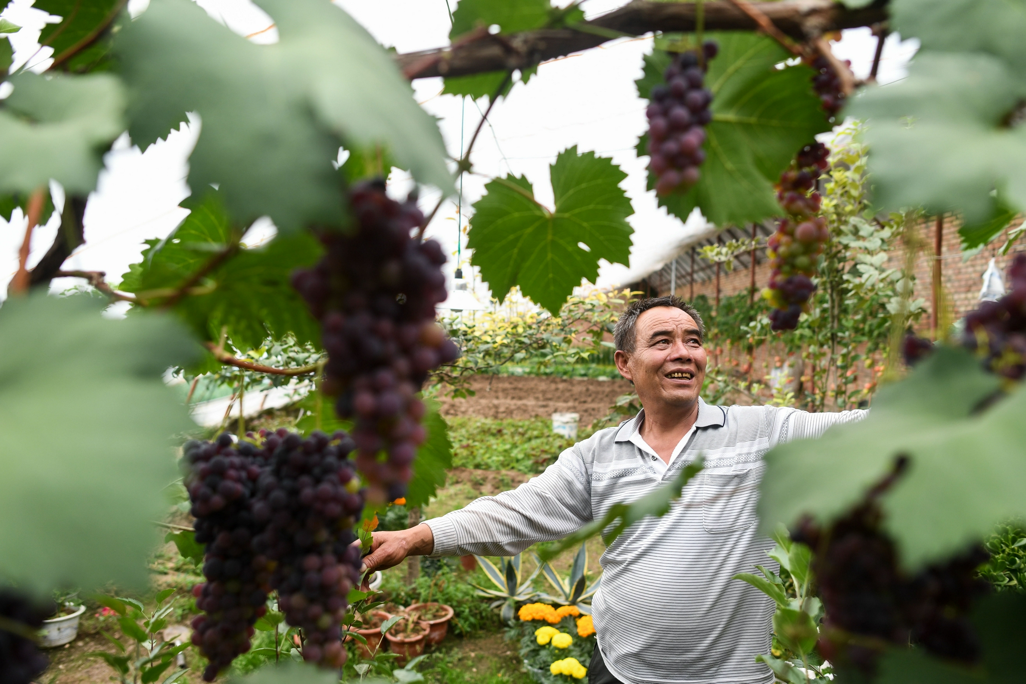 魏金明:我在玉树32年种出"江南绿"