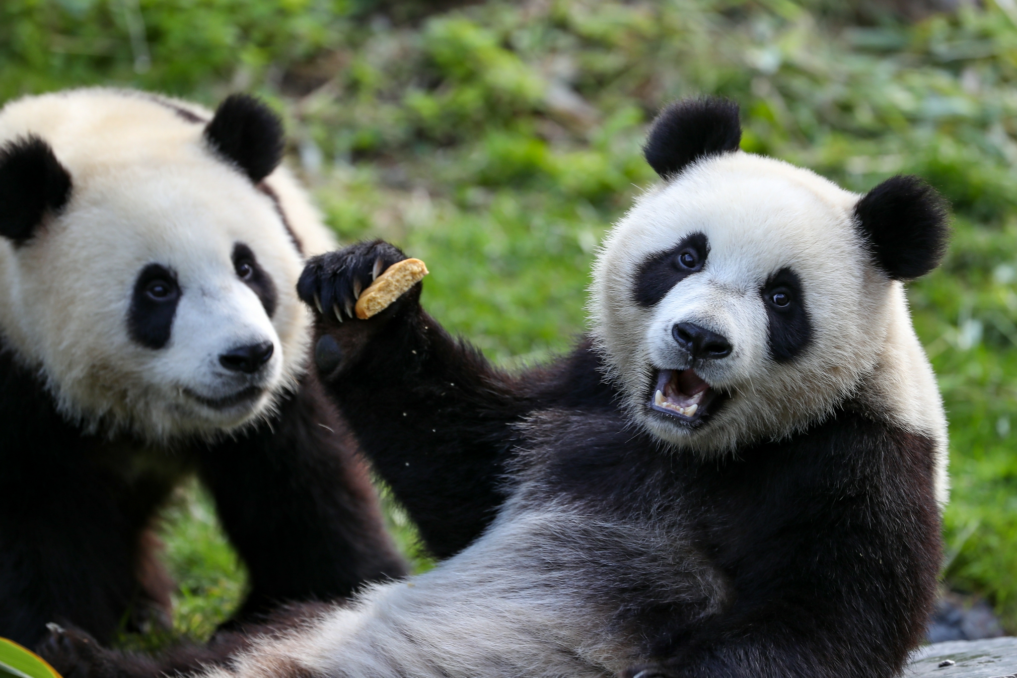 比利时:大熊猫双胞胎"宝弟""宝妹"迎来两岁生日