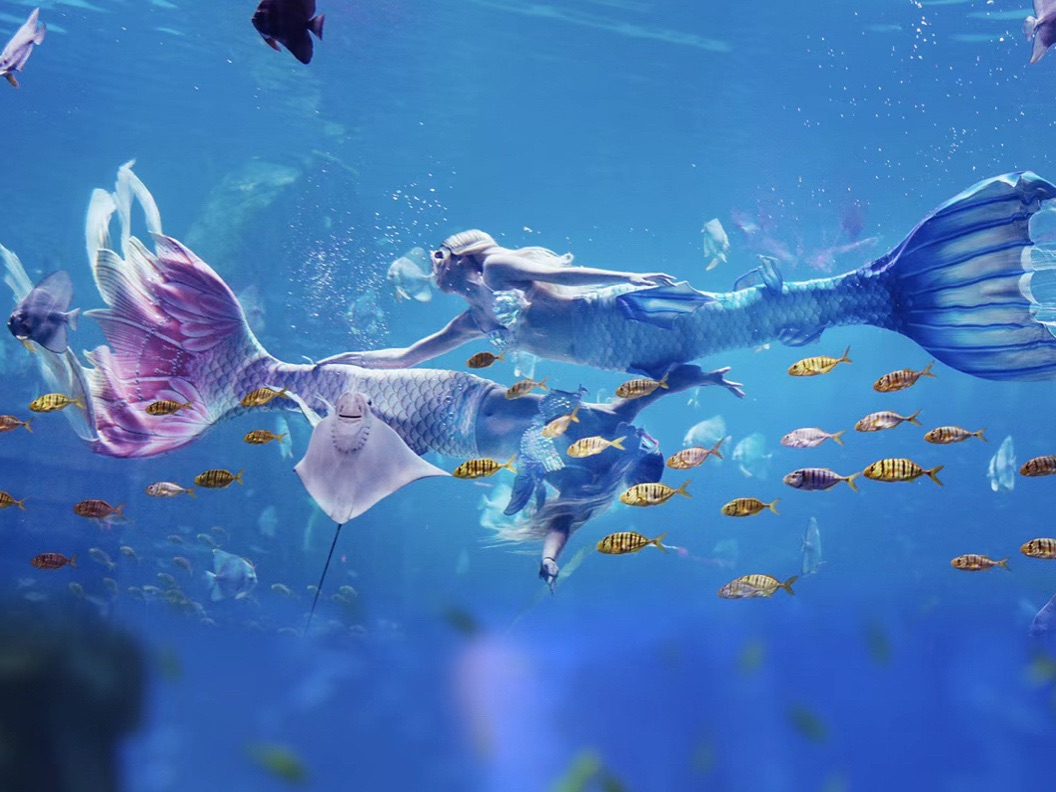 七夕限定白鲸之恋海豚互动在昆明定制专属海洋主题求婚