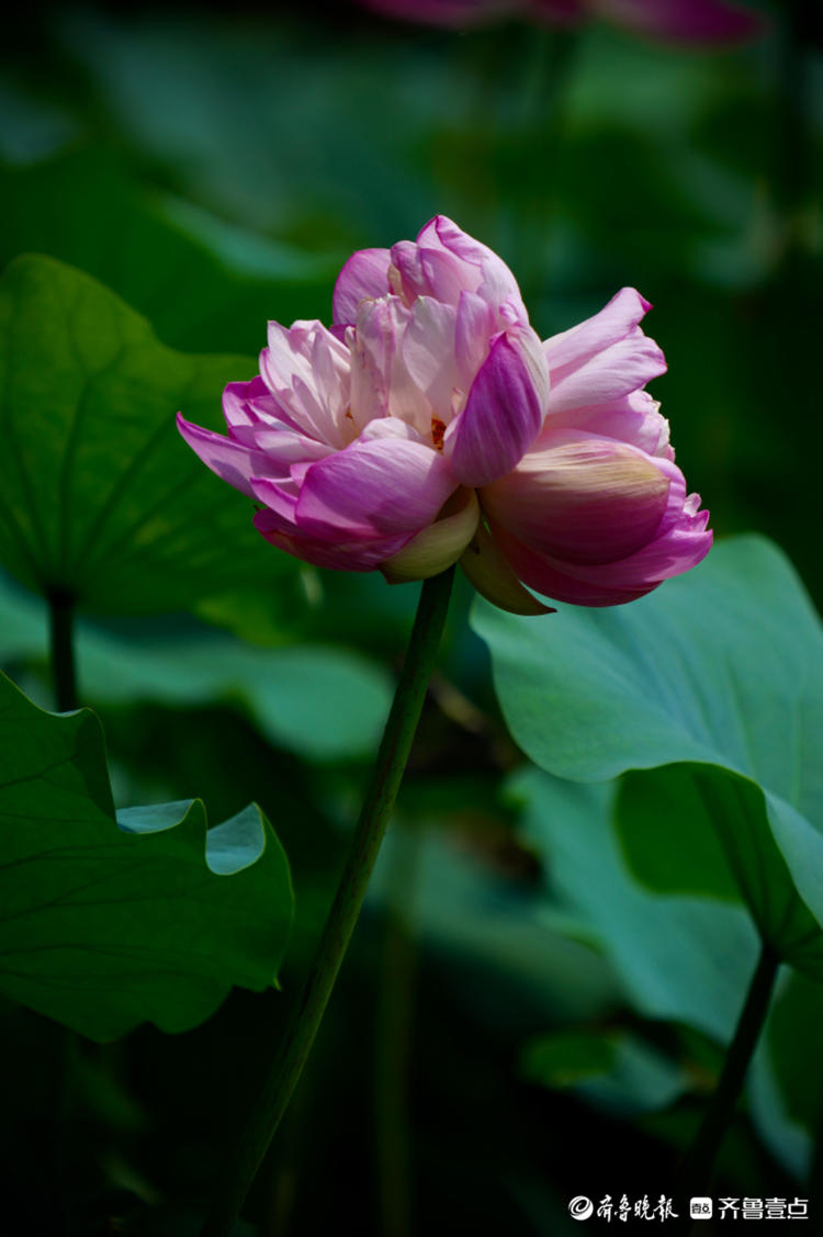 大明湖又现并蒂莲开得正艳快来一睹芳容
