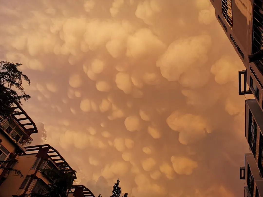 8月9日,北京平雨后出现的"乳状积云".网友"旺旺"供图