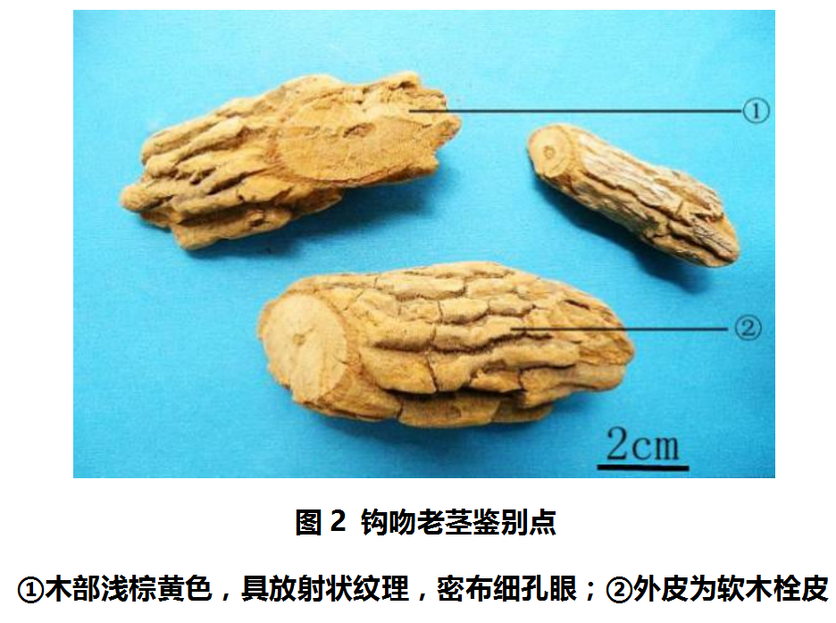 药王难过钩吻关3分钟了解断肠草的前世今生