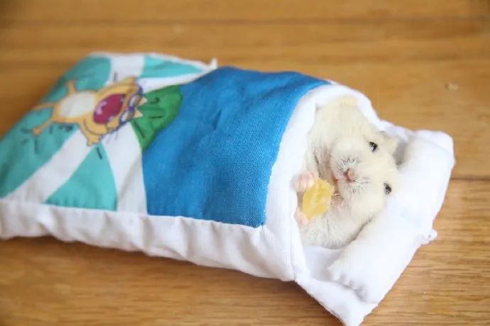 糯米团团太可爱啦!不要躲在被子里吃零食!