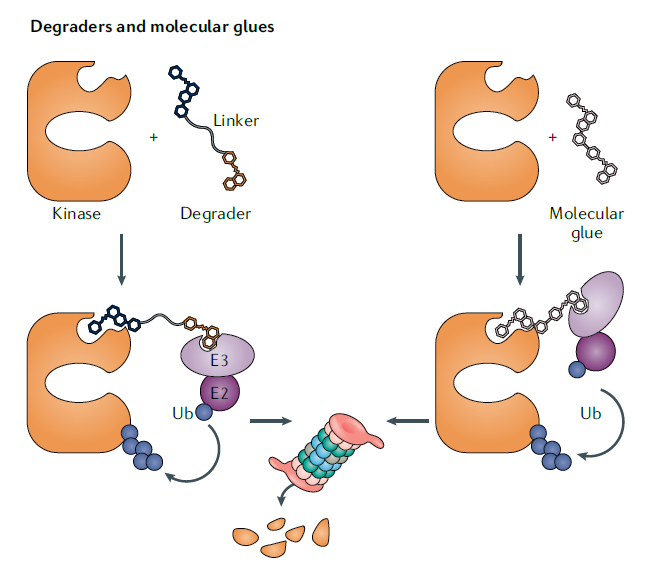 纳豆激酶调理血管产品