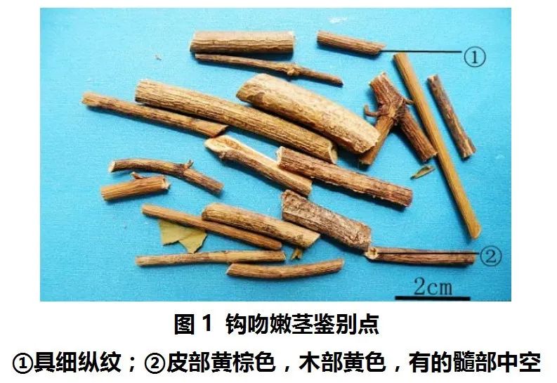 药王难过"钩吻"关!3分钟了解断肠草的前世今生|广东省_新浪新闻