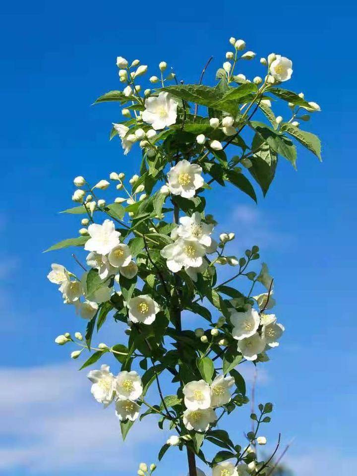 青未了/茉莉花开