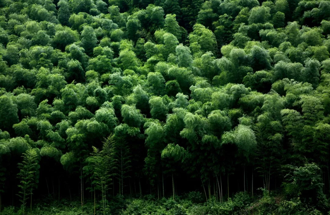 咸宁之美星星竹海