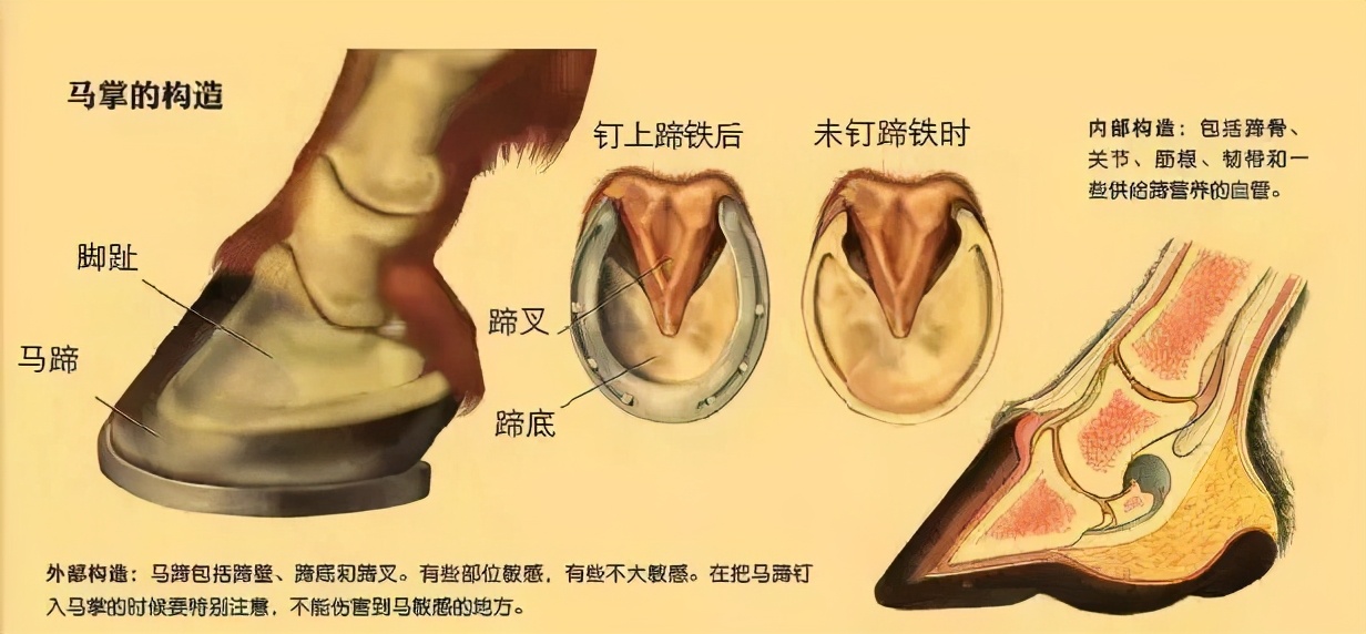 为什么要给马钉马掌？马不疼吗？为什么野马不用钉？