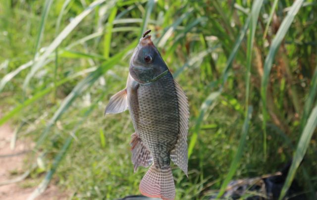 艺高人胆大!重庆大爷自带凳子拿着雨伞,淡定坐坟墓上野钓休闲区蓝鸢梦想 - Www.slyday.coM 艺高人胆大!重庆大爷自带凳子拿着雨伞,淡定坐坟墓上野钓休闲区蓝鸢梦想 - Www.slyday.coM