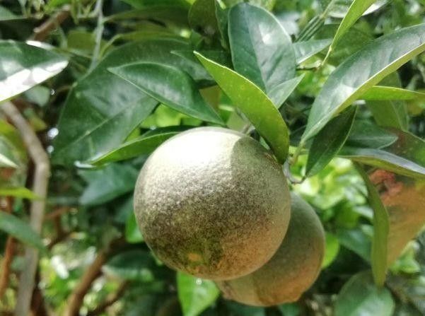 柑橘白癞病有什么特效药可以治疗(柑橘白癞病怎么治疗)