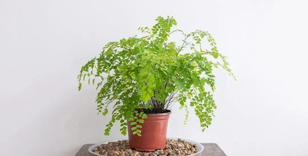 适合在半阴处栽种的6种观赏植物,给一点柔和光照