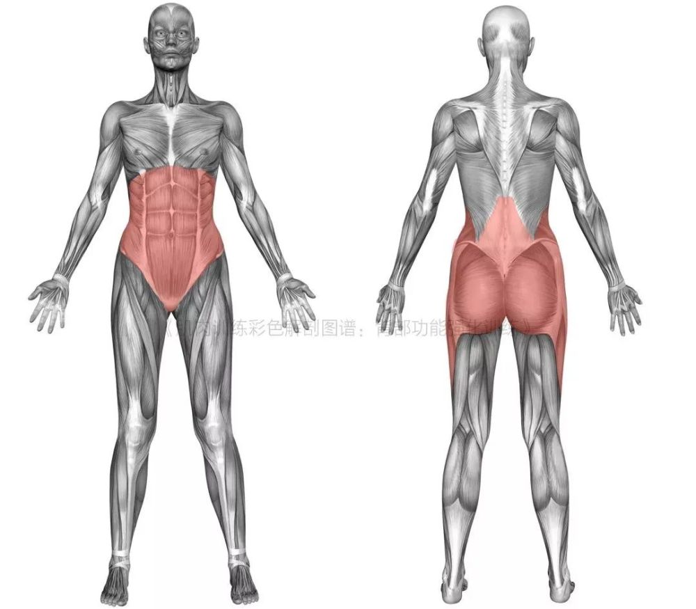 你知道核心训练通常指的是锻炼哪些部位吗