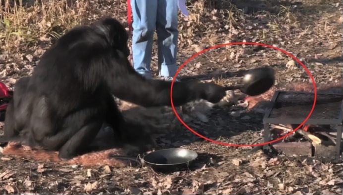 动物有多聪明?北京野生动物园游客打架,围观的动物纷纷效仿休闲区蓝鸢梦想 - Www.slyday.coM 动物有多聪明?北京野生动物园游客打架,围观的动物纷纷效仿休闲区蓝鸢梦想 - Www.slyday.coM