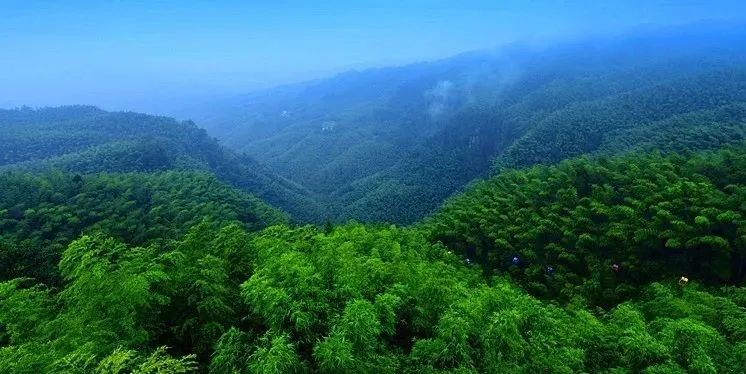 咸宁之美星星竹海