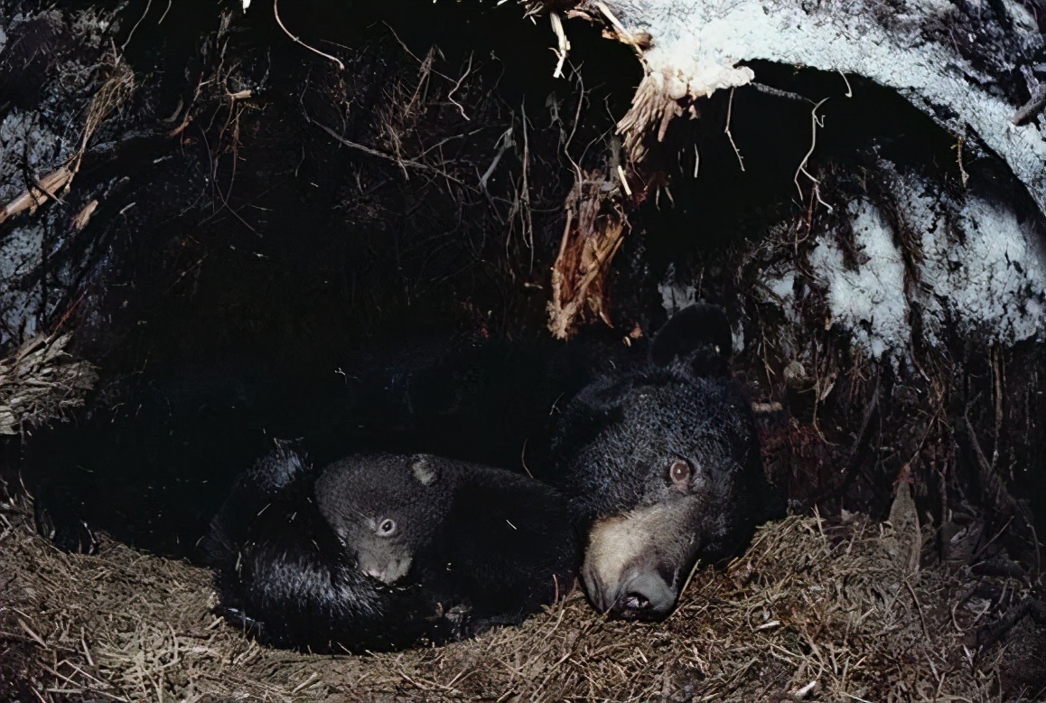 冬眠的熊被老虎发现会被吃掉吗冬眠熊被骚扰会反击吗