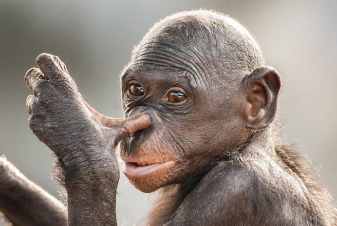 动物有多聪明?北京野生动物园游客打架,围观的动物纷纷效仿休闲区蓝鸢梦想 - Www.slyday.coM 动物有多聪明?北京野生动物园游客打架,围观的动物纷纷效仿休闲区蓝鸢梦想 - Www.slyday.coM