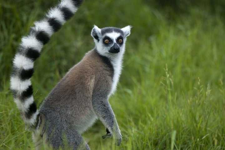 每天早晨对着太阳参禅打坐以臭为美的环尾狐猴为何有此奇葩行为