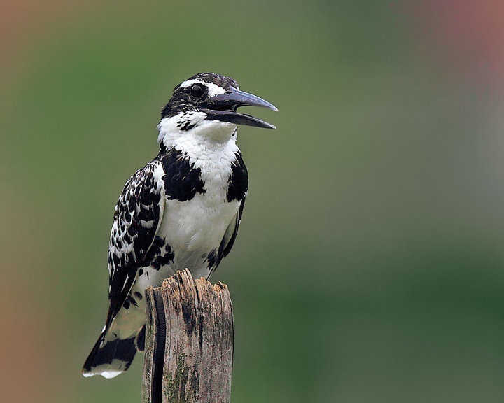 斑鱼狗首次现身云南保山它既不是鱼也不是狗而是一种漂亮的鸟