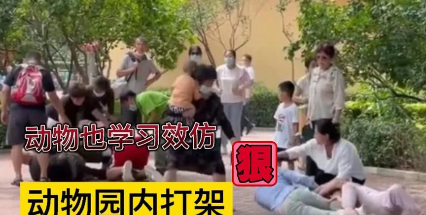 北京野生动物园两伙游客因口角打群架,围观动物当晚效仿互殴休闲区蓝鸢梦想 - Www.slyday.coM 北京野生动物园两伙游客因口角打群架,围观动物当晚效仿互殴休闲区蓝鸢梦想 - Www.slyday.coM