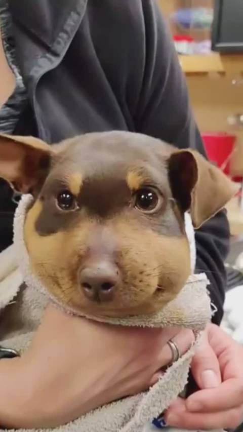 被蜜蜂蛰后,颜值不降反升的狗子