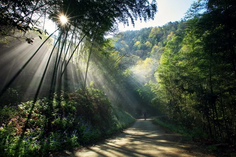 咸宁之美星星竹海