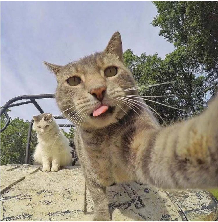 猫咪|自拍|表情_新浪新闻