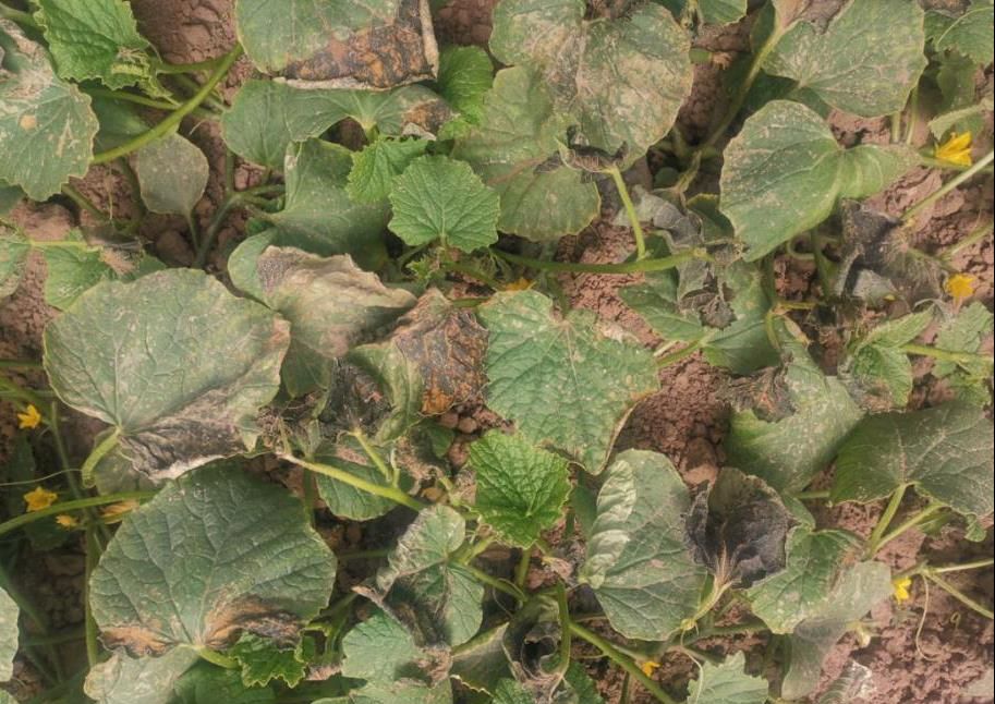 甜瓜蔓枯病与其它病易混淆怎样进行识别应采取哪些措施来防治